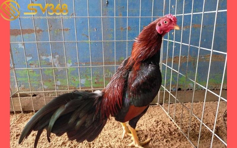 cac-dong-asil-my-va-cach-nhan-biet-tai-sv368