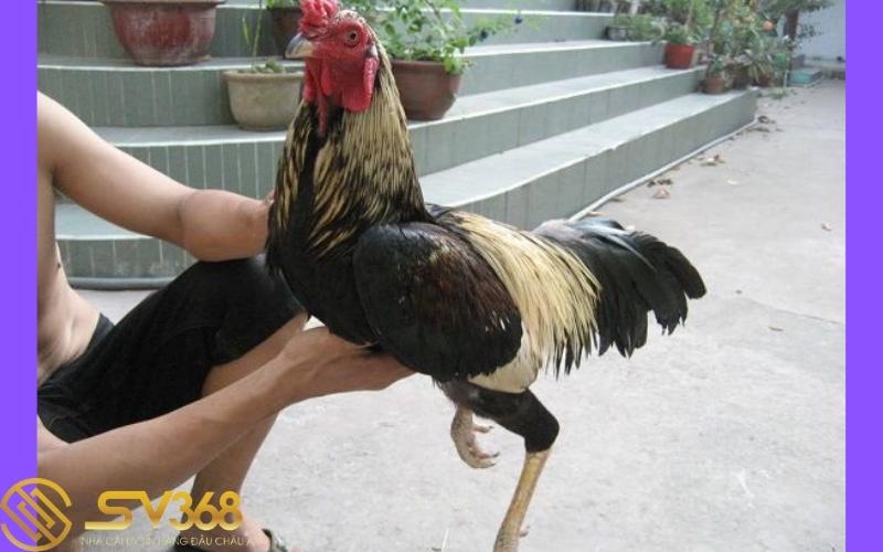 cach-chua-ga-choi-bi-di-ngoai