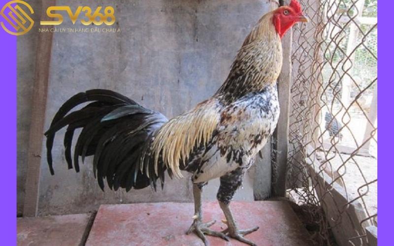 cach-chua-ga-choi-bi-di-ngoai