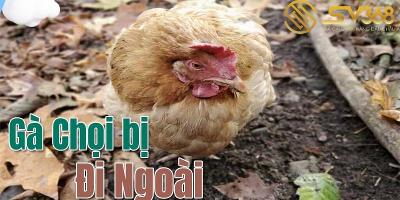 sv368-huong-dan-cach-chua-ga-choi-bi-di-ngoai-phan-xanh-phan-trang