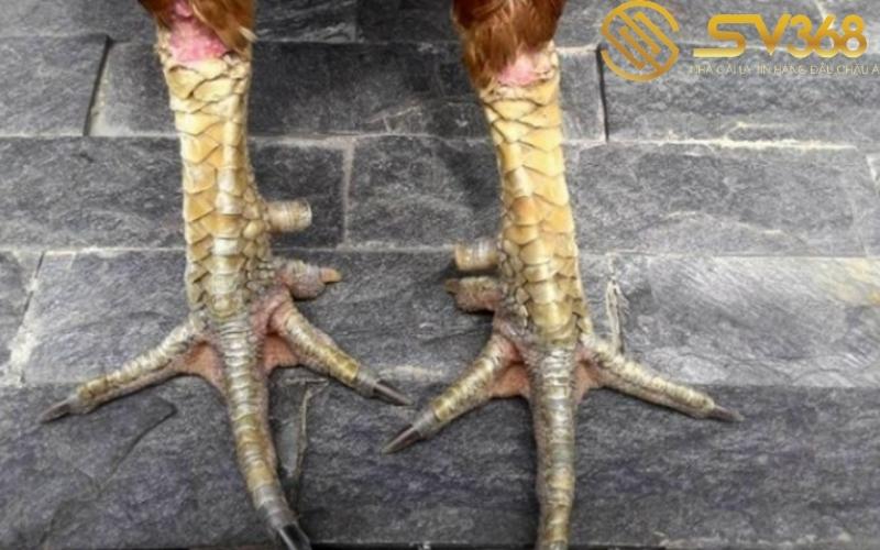 vay-ga-choi-dai-giap