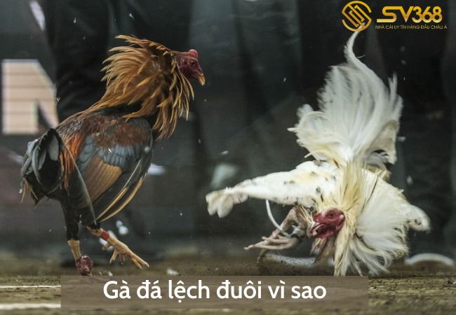 gà đá lệch đuôi