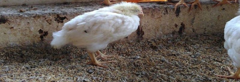 Bệnh này sẽ làm suy giảm hệ miễn dịch của gà