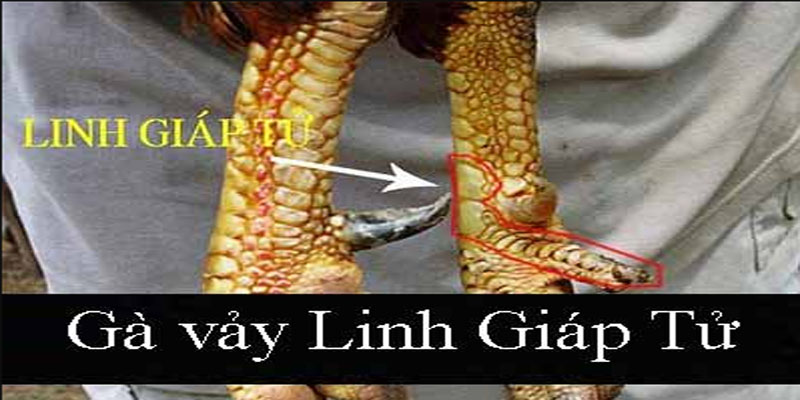 Vảy gà tốt với linh giáp tử