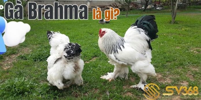 ga-brahma