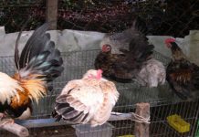 Chợ tốt gà đá an giang: Nơi buôn bán gà đá hay năm 2023 Chợ tốt gà đá an giang