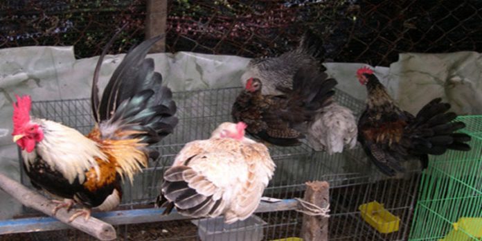 Chợ tốt gà đá an giang