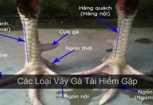 Cách xem vảy gà tốt và chuẩn nhất năm 2023 Vảy gà tốt