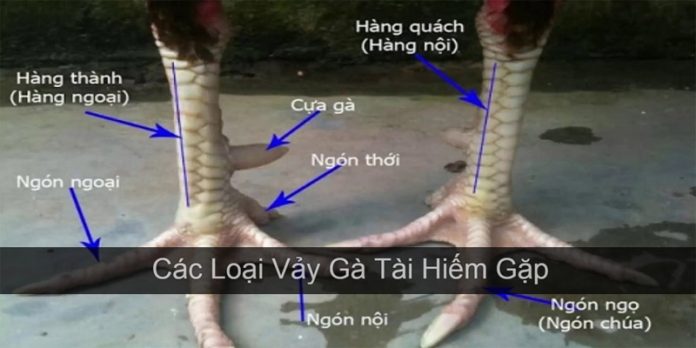 Vảy gà tốt